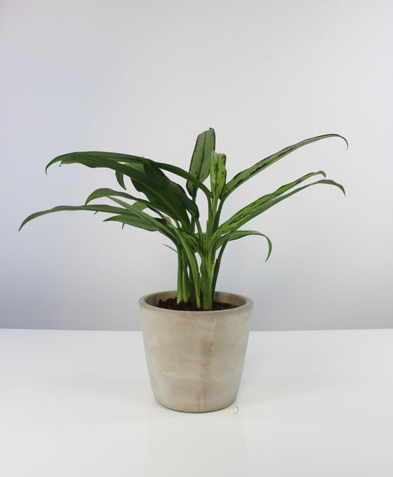 Concrete pot Image 3