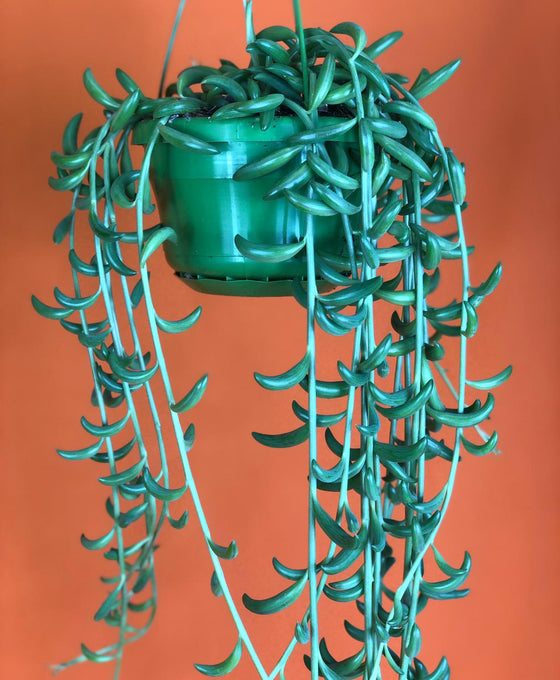 Senecio radicans 'String of Bananas'