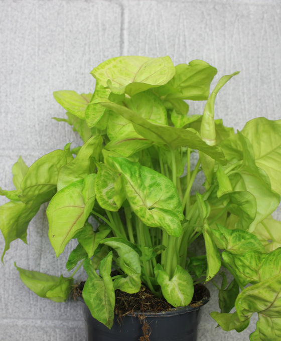 Syngonium podophyllum 'Golden' Image 2
