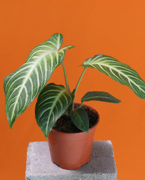 Caladium lindenii