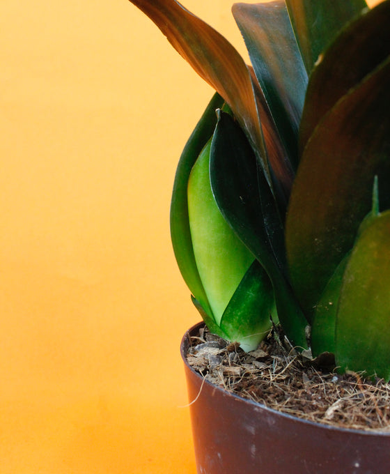 Sansevieria Black Dragon Image 3