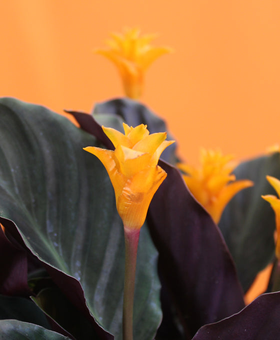 Calathea crocata Image 2