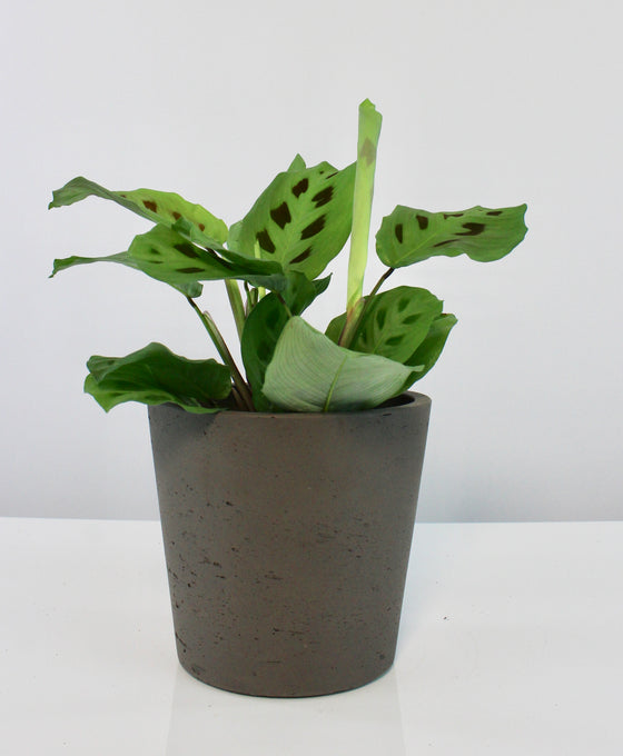 Mini Bucket pot Image 3