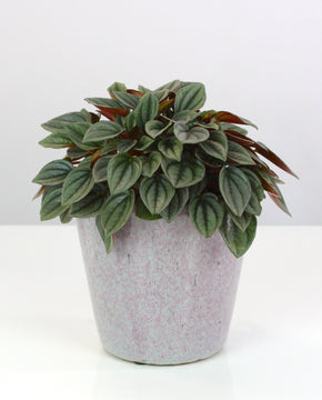 Peperomia 'Napoli Nights'