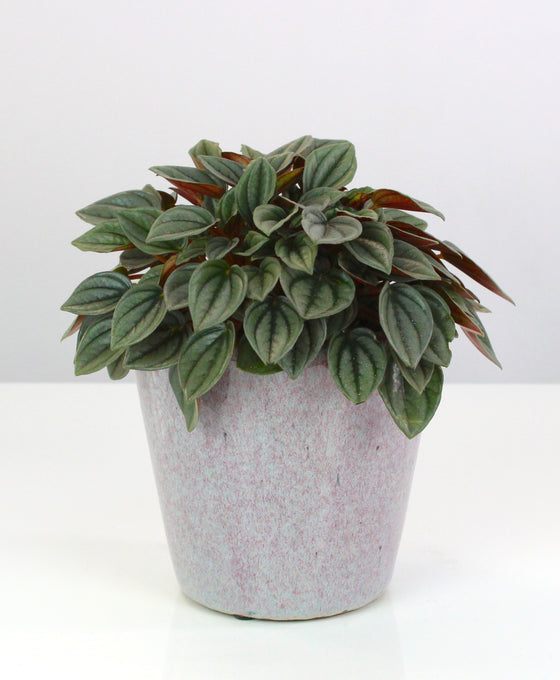Peperomia 'Napoli Nights'