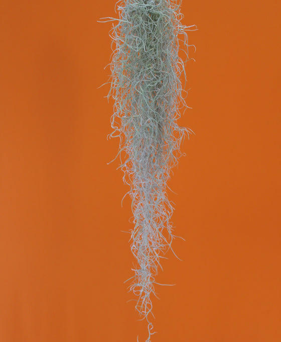 Tillandsia usenoides