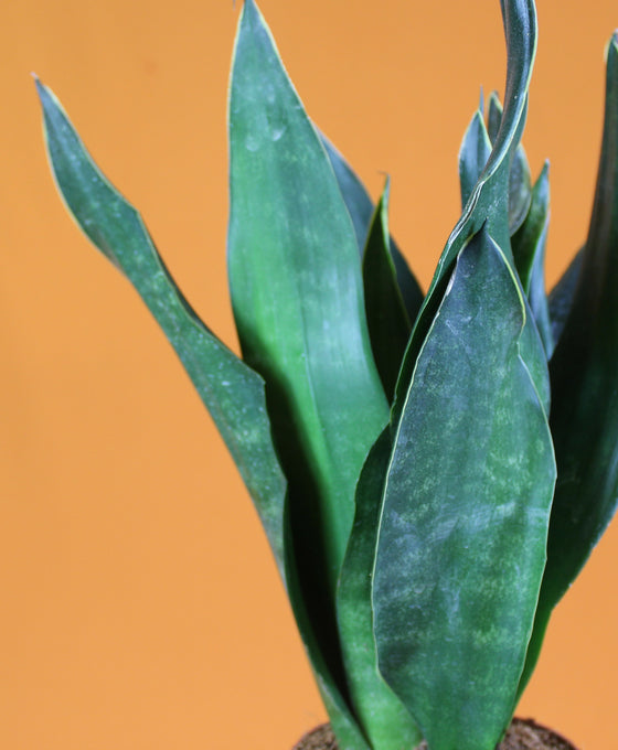 Sansevieria trifasciata 'Black Diamond' Image 2