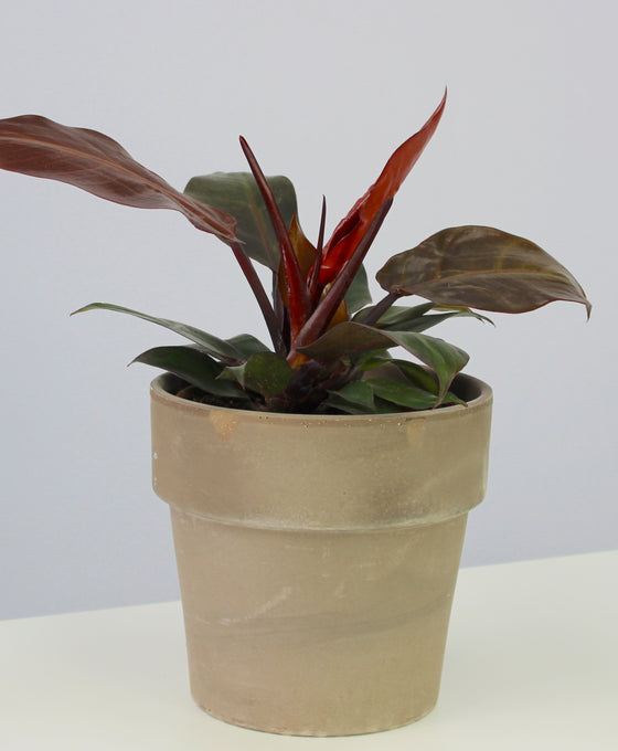 Philodendron 'Cherry Red'