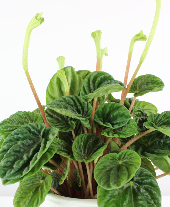 Peperomia caperata 'Lilian' Image 2