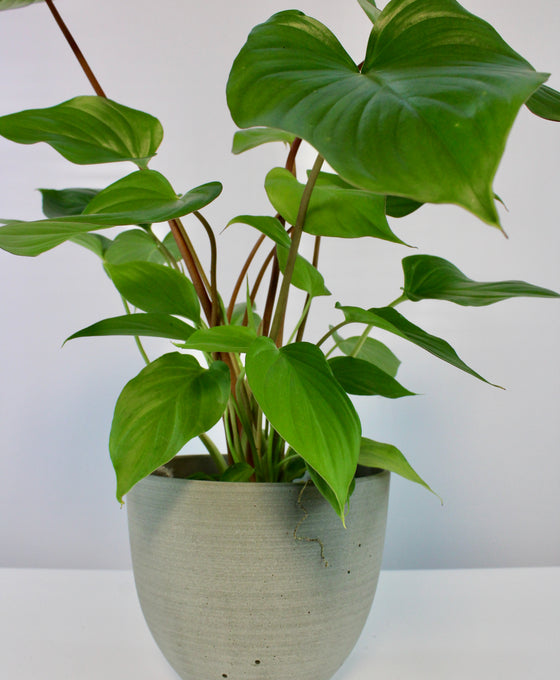 Coral pot Image 3