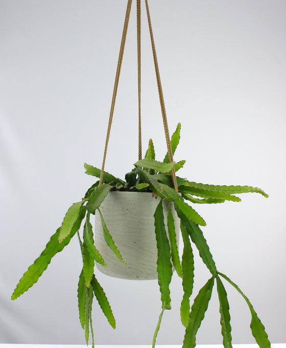 Pfeiffera monacantha