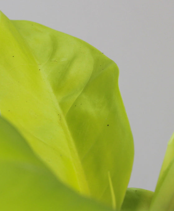 Philodendron 'Lemon Lime' Image 2