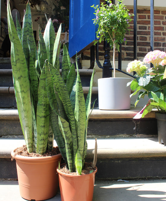 Sansevieria zeylanica Image 3