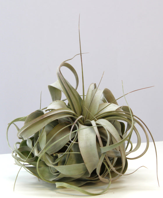 Tillandsia xerographica