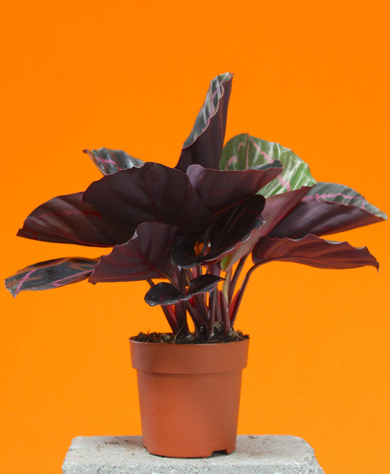 Calathea roseopicta 'Dottie'