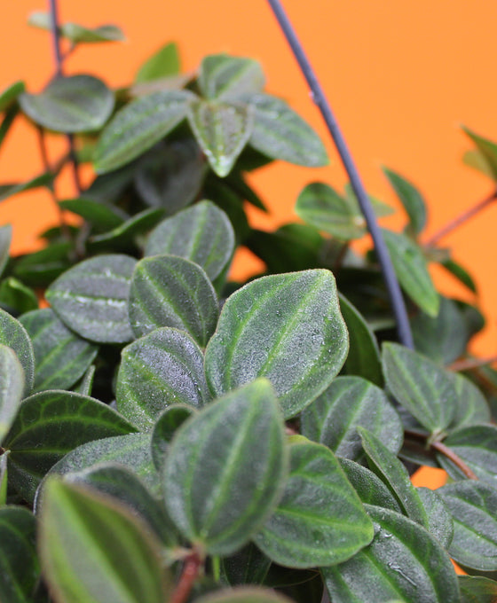 Peperomia angulata 'Rocca verde' Image 2