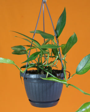 Epipremnum pinnatum