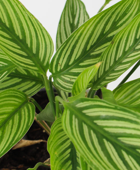 Calathea elliptica 'Vittata' Image 2
