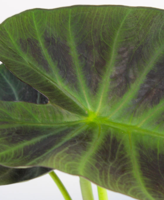 Colocasia esculenta 'Aloha' Image 2