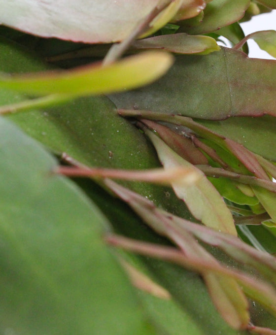 Pseudorhipsalis ramulosa 'Red Coral' Image 3