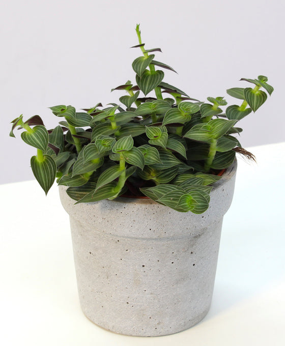 Tradescantia 'Tiana'