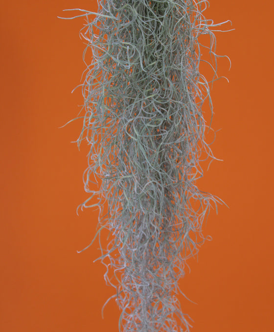 Tillandsia usneoides - Spanish Moss Image 4