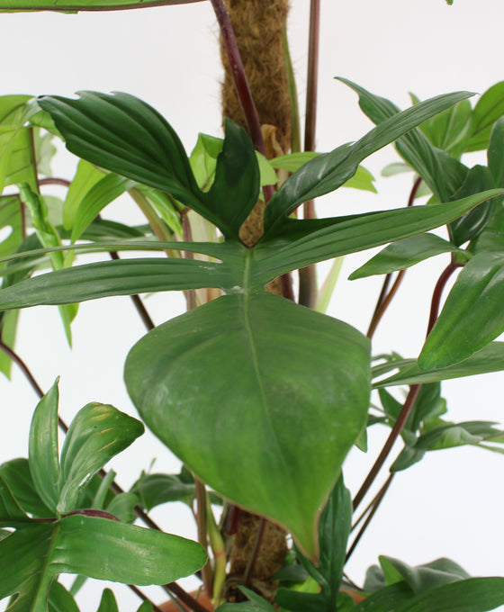 Philodendron pedatum Image 2