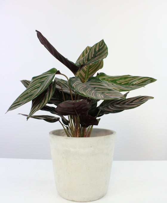 Concrete pot Image 4