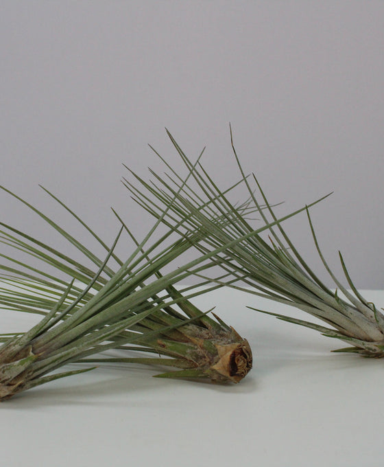 Tillandsia juncea