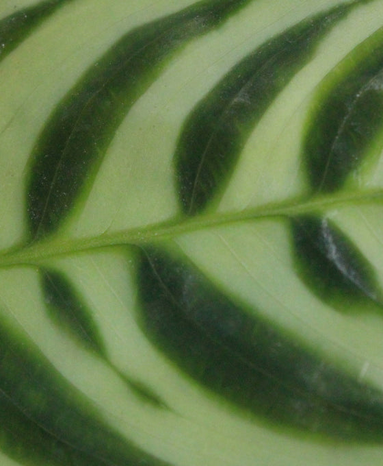 Ctenanthe burle-marxi Image 3