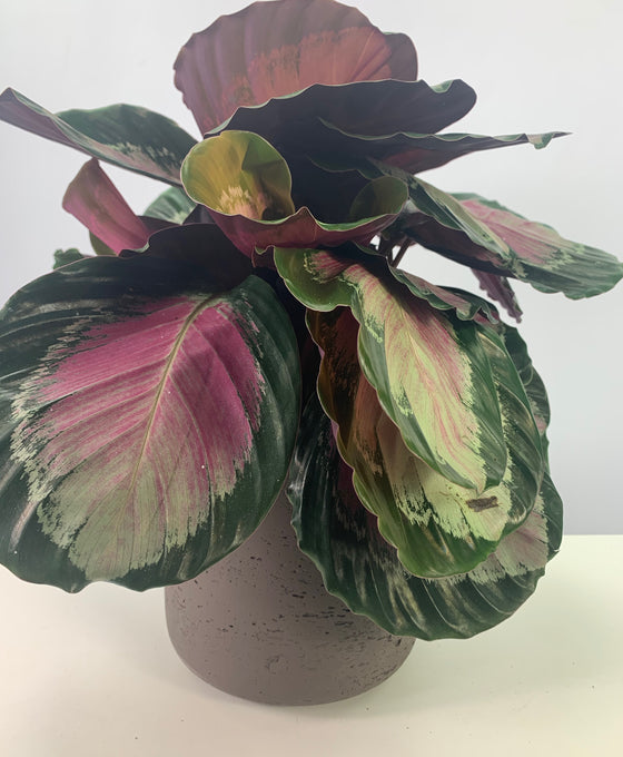 Goeppertia 'Crimson Green'