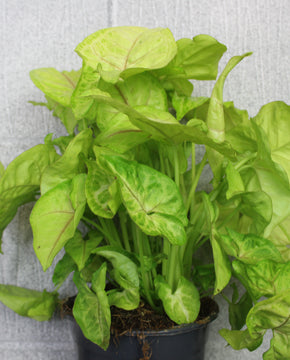 Syngonium podophyllum 'Golden'