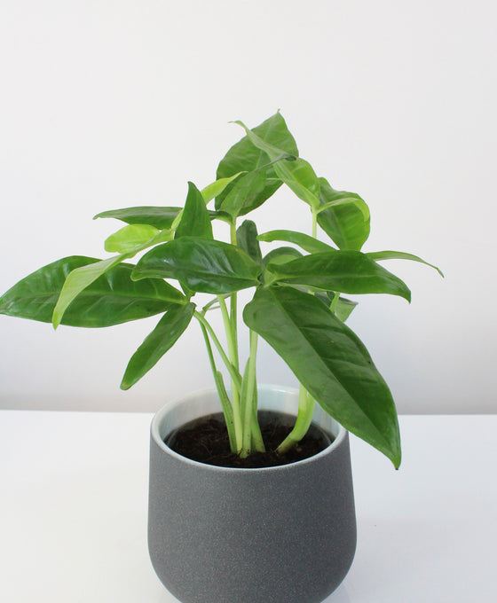 Syngonium podophyllum 'Tri-leaf Wonder'