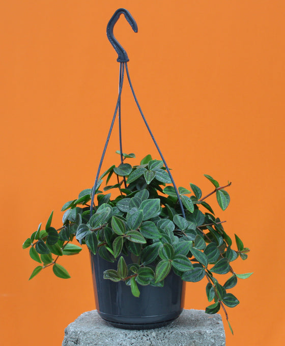Peperomia angulata 'Rocca verde' Image 3