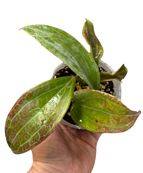 Hoya merrillii (long leaves) Image 2
