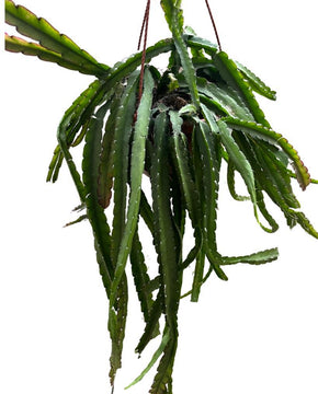 Lepismium cruciforme (Red)