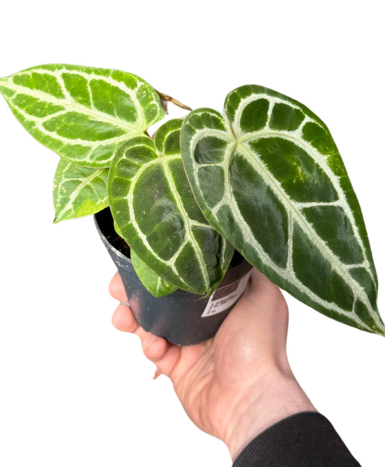 Anthurium crystallinum Image 2