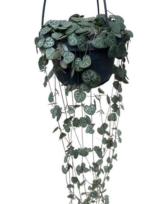 Ceropegia linearis sp. Woodii - String of Hearts Image 2