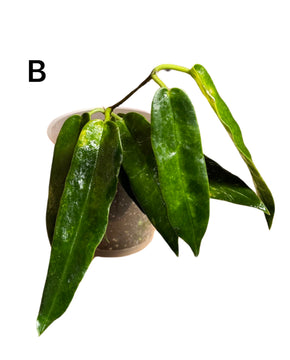Hoya archboldiana
