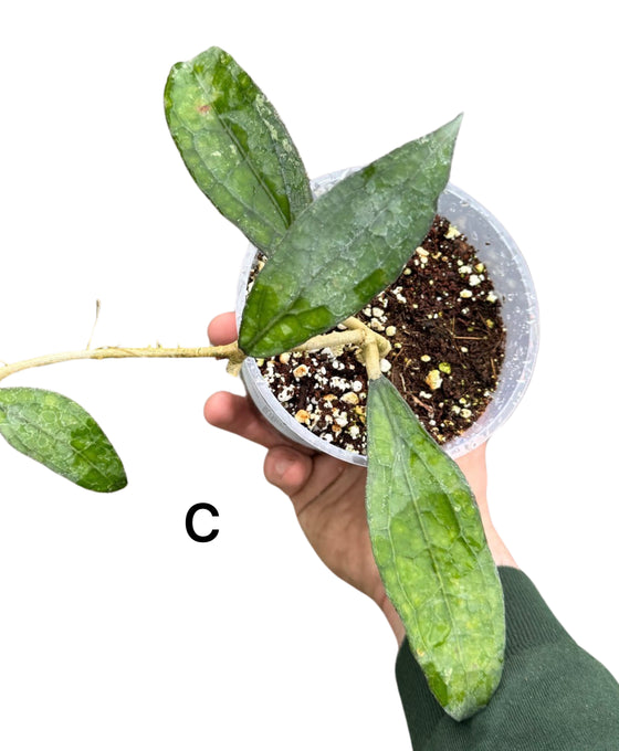 Hoya clemensiorum Image 2