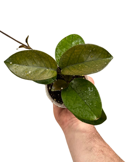 Hoya fungii Image 2