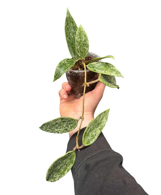 Hoya rangsan Image 2