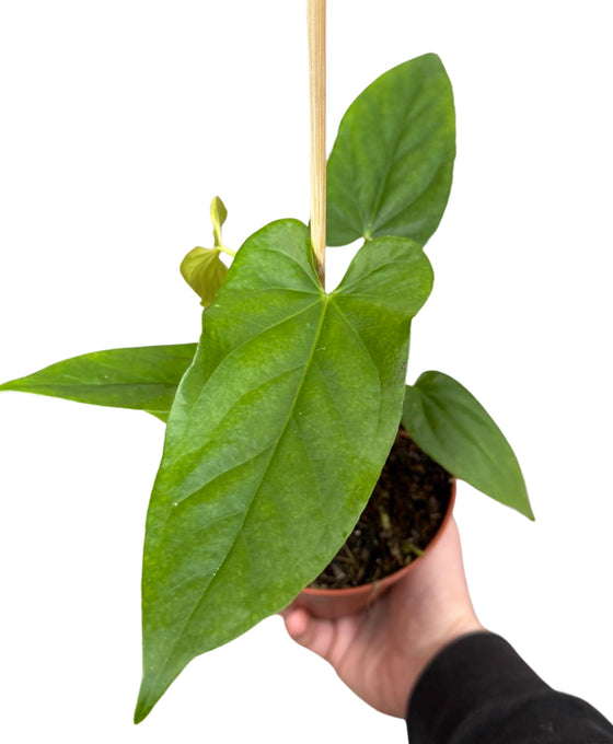 Anthurium balaoanum Image 2