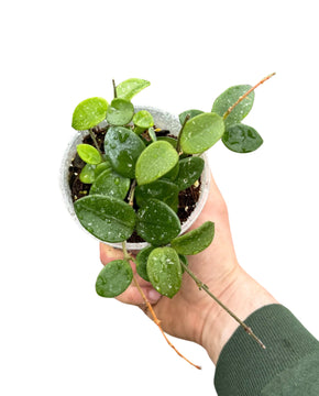 Hoya 'Mathilde' (Hoya carnosa X Hoya serpens)