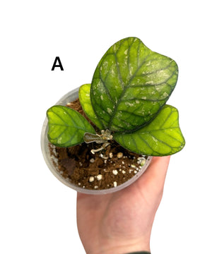 Hoya deykei