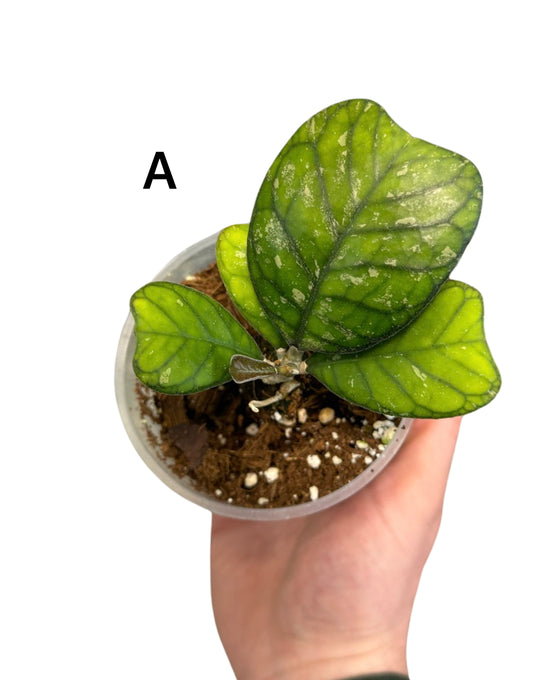 Hoya deykei Image 1