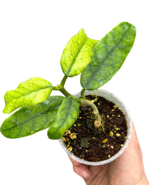 Hoya globulosa (syn. Hoya villosa)