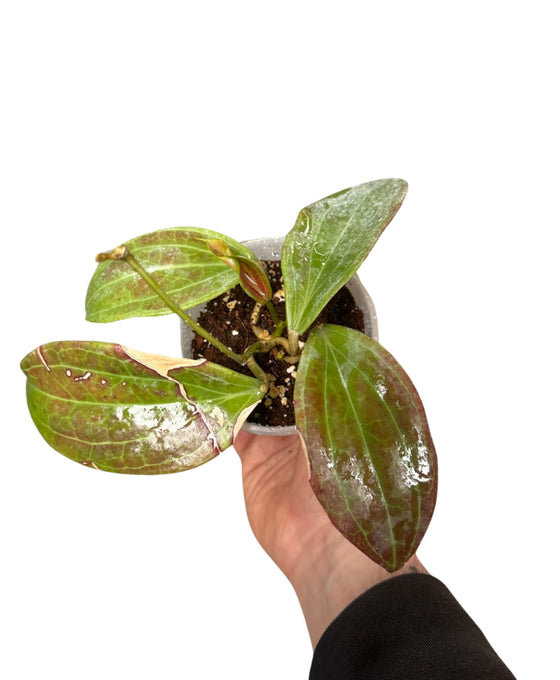 Hoya merrillii (long leaves) Image 3