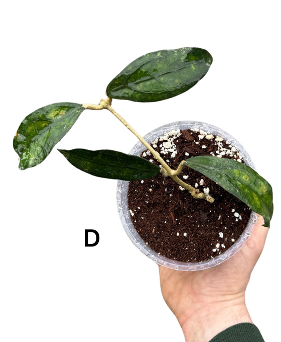 Hoya clemensiorum Image 3