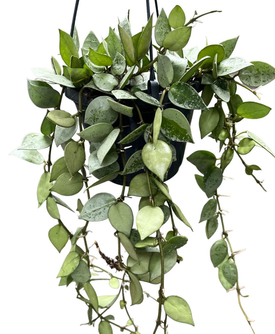Hoya krohniana 'Eskimo' Image 4